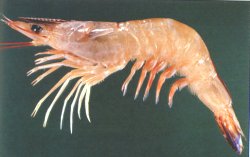 Endeavour prawns, endeavour shrimp, Penaeus endeavouri