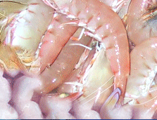 Ocean Exports Australia - Supplying chilled and frozen Eastern King Prawns, Western King Prawns, Red Spot King Prawns, Endeavour Prawns, Banana Prawns, Queensland Scallops, Coral Trout, Gold Band Snapper, Flame Snapper, Barramundi Cod, Whiting sillago, Blue Swimmer Crabs, Mud Crabs, Morten Bay Lobsters and Spanner Crabs.